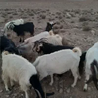 بز کهره دار و میش