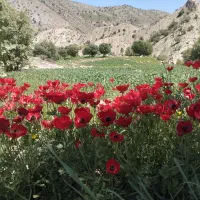 حواله سهند 3ماه