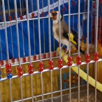 چند سهره کرمانی و سنندج