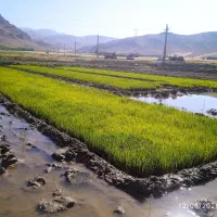 فروش چلتوک دستی