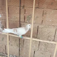 سه عدد گرفتنی . هر سه نر|پرنده|سبزوار, شهرک اندیشه|دیوار