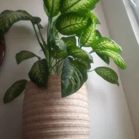 دیفن باخیا زیبا و سرحال|گل و گیاه طبیعی|تهران, دهم فروردین|دیوار