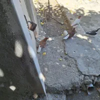 3تا کبوتر پرشی وجفتگاه|پرنده|مشهد, دانشجو|دیوار