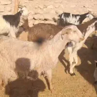 ۴۲راس بز ‌کهره دار و ابستن