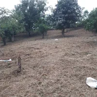 علفتراشی با دستگاه علفتراش|خدمات باغبانی و درختکاری|چابکسر, |دیوار
