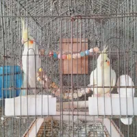 عروس هلندی ومرغ مینا|پرنده|آق قلا, |دیوار