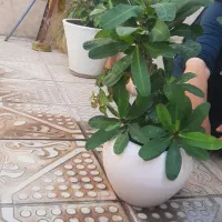 فروش ۴ عدد گل مرجان گل درشت