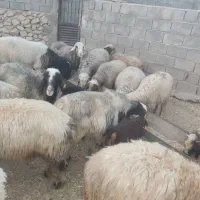 فروش 110 عدد میش ترکی درجه یک|حیوانات مزرعه|فراشبند, |دیوار