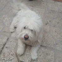 سگ پشمالو شیتزو