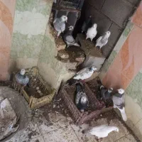 کبوتر طوقی سفید شیر دوکت