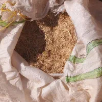 طلایی|جواهرات|زابل, |دیوار