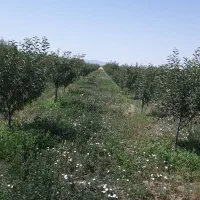 باغ|فروش زمین و ملک کلنگی|هیر, |دیوار