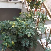 تعدادی گل برای فروش