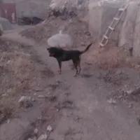 سگ گله|سگ|دهگلان, |دیوار