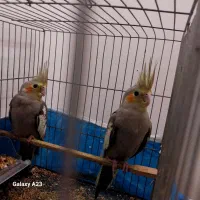 عروس هلندی