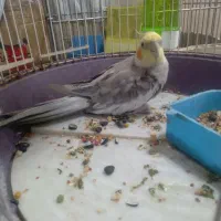 طوطی بیار خوب|پرنده|رشت, رودباری|دیوار