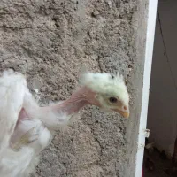 جوجه تخمی گلپایگانی