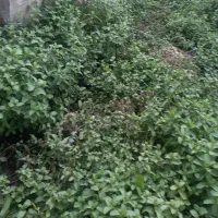 آژانس باورصاد