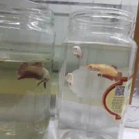 ماهی فایتر، گوپی و غذا|ماهی|تهران, تهرانسر شرقی|دیوار