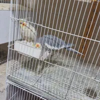 عروس هلندی مولد|پرنده|مشهد, موعود|دیوار