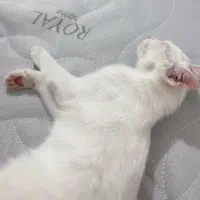 واگذار گربه خانگی