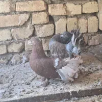 کبوتر|پرنده|اصفهان, عاشق‌آباد|دیوار