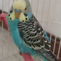 نر مست و آماده