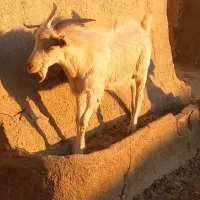 ۱راس بزغاله نر سانن