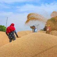 گندم ابی درجه یک مغزدار  دانه درشت