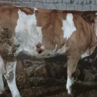 گاو گوساله گوشتی|حیوانات مزرعه|نظر کهریزی, |دیوار