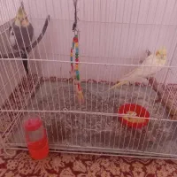 عروس هلندی