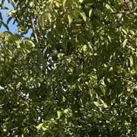 چیدن گردو بااکیپ ماهر