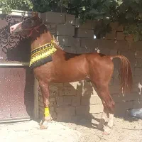 اسب نریان سه سال دوسر شجره|اسب و تجهیزات اسبسواری|شیراز, سلطان آباد|دیوار