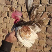 مرغ و خروس جوجه