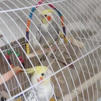 یک جفت عروس هلندی