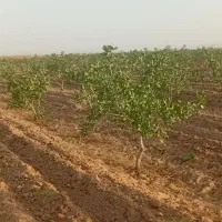 ۲۴ ساعت آب چاه موتورعمیق|فروش دفتر صنعتی، کشاورزی، تجاری|شامکان, |دیوار