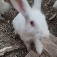 خرگوش