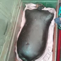 روغن حیوانی گوسفندی