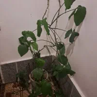 گیاه اپارتمانی|گل و گیاه طبیعی|شهریار, شهرک بهاران (ویره)|دیوار