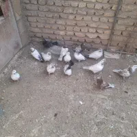 کفتر پرشی|پرنده|مبارکه, |دیوار