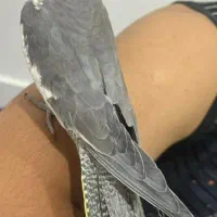 عروس هلندی|پرنده|بندرعباس, |دیوار