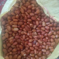 سنجد تازه امساله