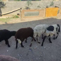 میش بره