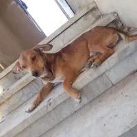 سگ خانگی|سگ|زاهدان, |دیوار