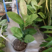 زاموفیلیا سوپر بلک سایز بزرگ|گل و گیاه طبیعی|اصفهان, سپاهانشهر|دیوار