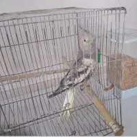 عروس هلندی ماده تخمگذار|پرنده|آستارا, |دیوار