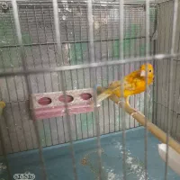 قناری نر سرخ تبریزی درقرچک|پرنده|قرچک, مهدیه|دیوار