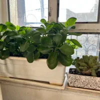 گلهای شاداب|گل و گیاه طبیعی|یاسوج, |دیوار