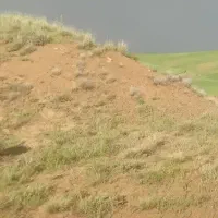 کاه گندم نرم