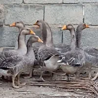 غاز دو رگه